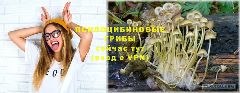 цена   Аркадак  Псилоцибиновые грибы Psilocybe 